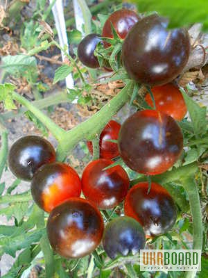 Фото 7. Семена томатов и перца (коллекционные, редкие)