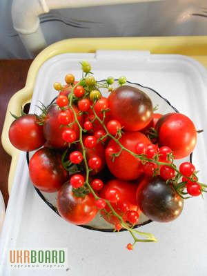 Фото 8. Семена томатов и перца (коллекционные, редкие)