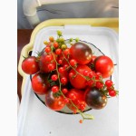 Семена томатов и перца (коллекционные, редкие)