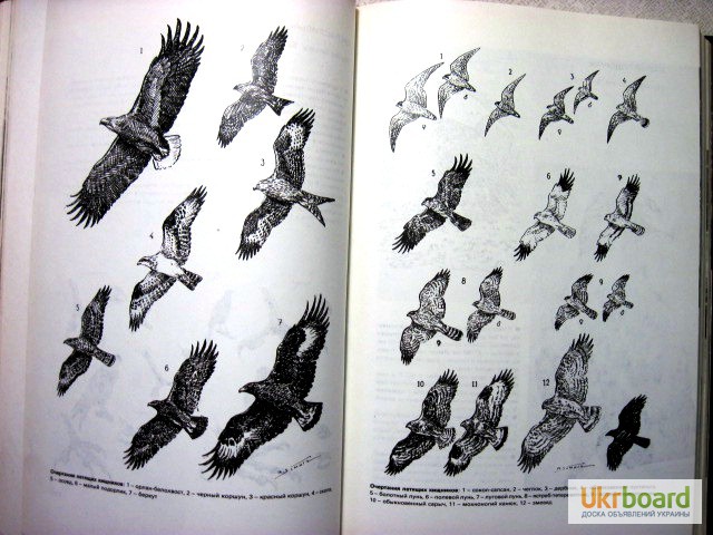 Фото 11. Герцег А.Б. Охота в иллюстрациях. 2-е изд. 1984г