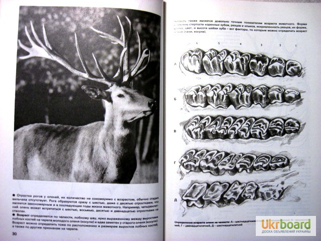 Фото 4. Герцег А.Б. Охота в иллюстрациях. 2-е изд. 1984г