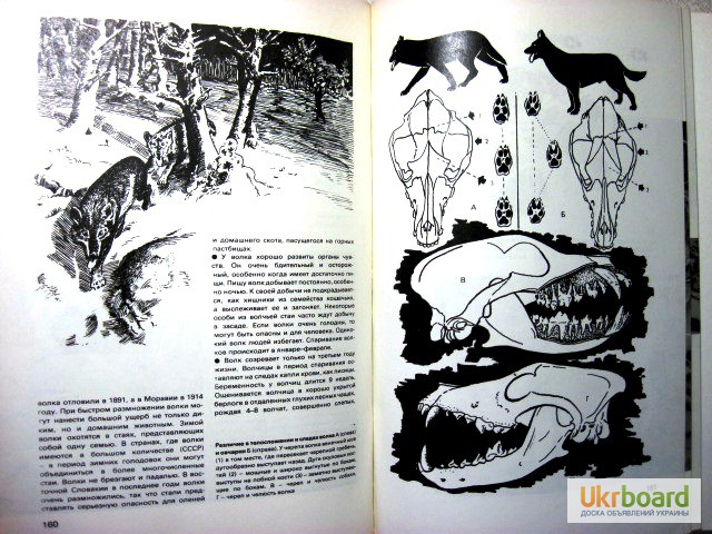 Фото 9. Герцег А.Б. Охота в иллюстрациях. 2-е изд. 1984г