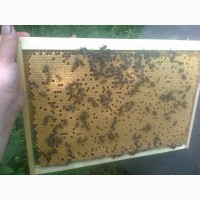 Бджоломатки Карпатка