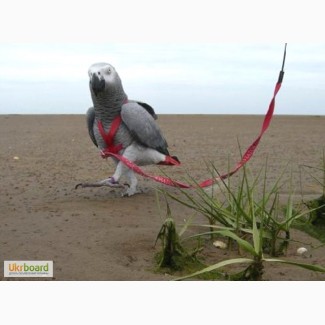 Шлейки для выгула попугаев размеры на все породы, шлейка на попугая