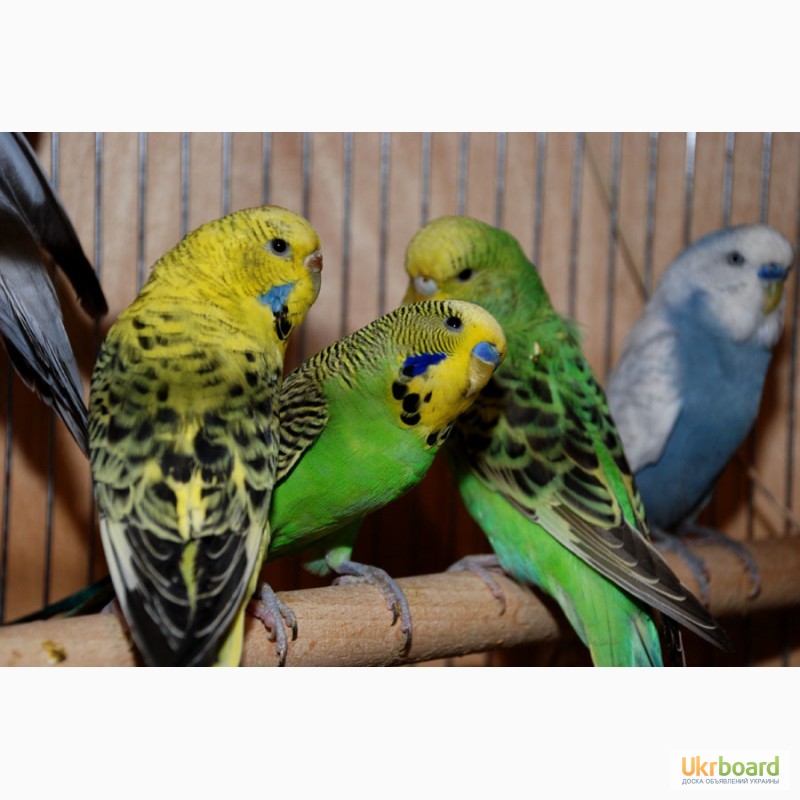Фото 2/12. Продам волнистых попугаев (хвилястіх папуг). Недорого
