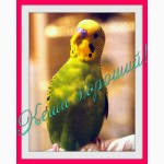 Продам волнистых попугаев (хвилястіх папуг). Недорого