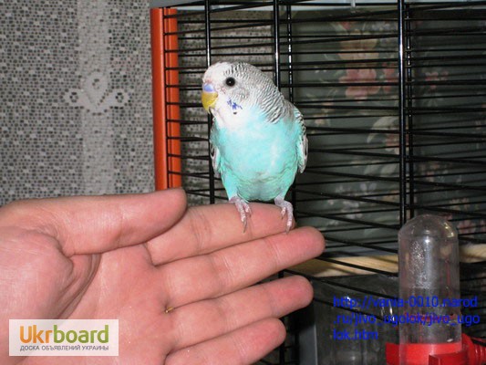 Фото 3/12. Продам волнистых попугаев (хвилястіх папуг). Недорого