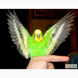 Продам волнистых попугаев (хвилястіх папуг). Недорого
