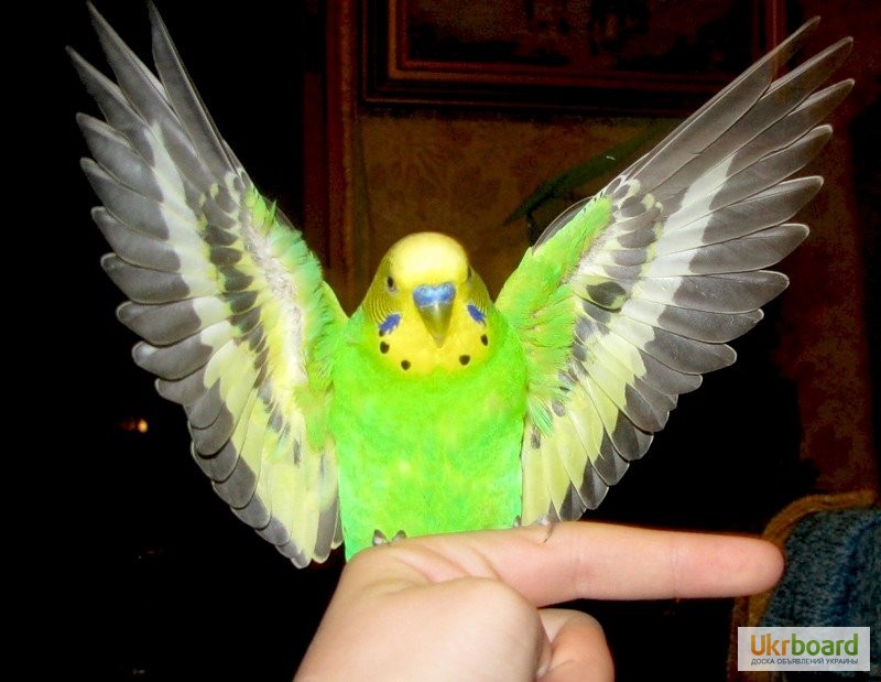 Фото 1/12. Продам волнистых попугаев (хвилястіх папуг). Недорого