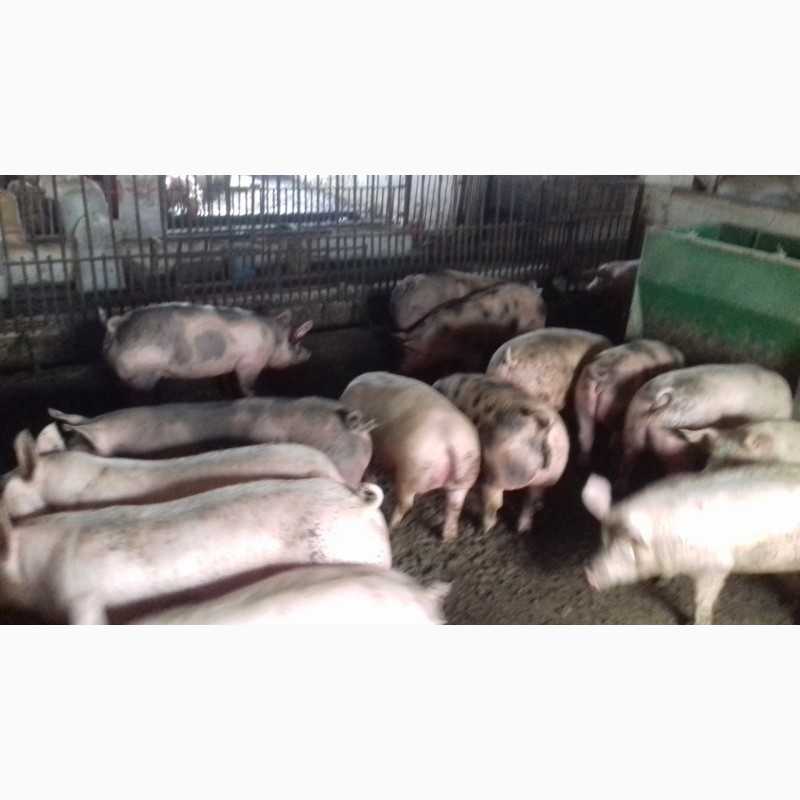 Фото 6. Продам свиней живым весом