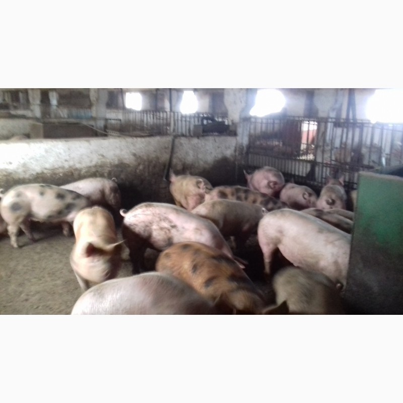 Фото 7. Продам свиней живым весом