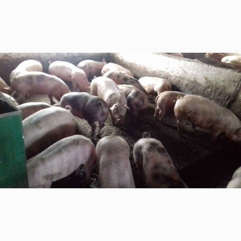 Фото 8. Продам свиней живым весом