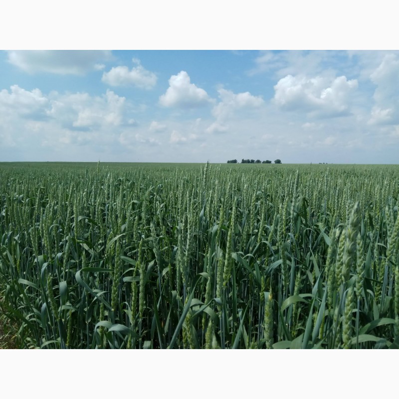 Фото 2. Насіння ярої пшениці Сімкода миронівська