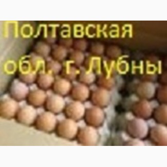 Яйца инкубационные бройлера