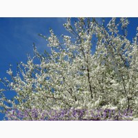 Продам 2-х летние саженцы Алычи и много других растений (опт от 1000 грн)