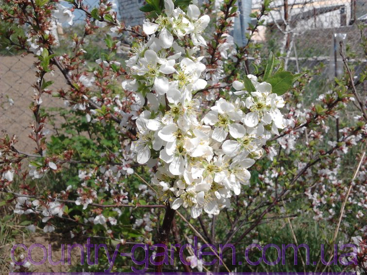 Фото 7. Продам 2-х летние саженцы Алычи и много других растений (опт от 1000 грн)