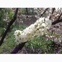 Продам 2-х летние саженцы Алычи и много других растений (опт от 1000 грн)