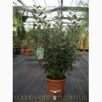 Продам растения Фейхоа (комнатное растение) и много других растений (опт от 1000 грн)