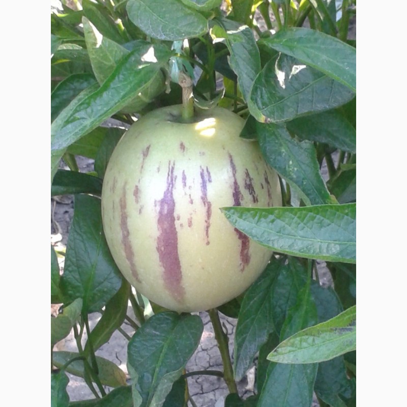 Фото 3. П Е П И Н О Ягода, овощ, фрукт в одном экзотическом плоде в огороде и на подоконнике