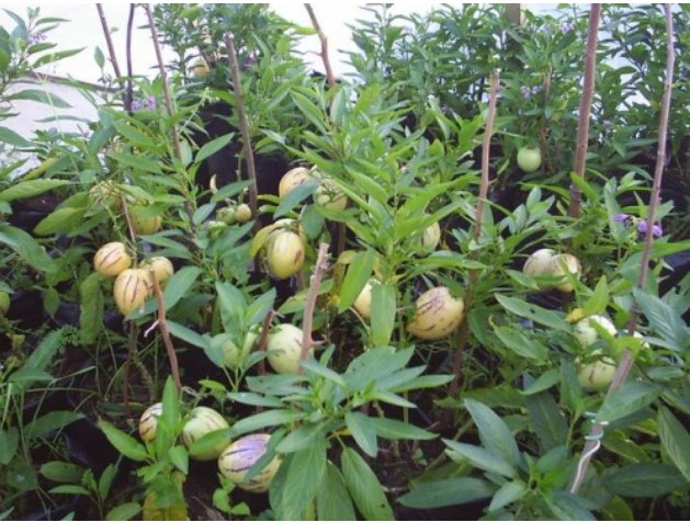Фото 5. П Е П И Н О Ягода, овощ, фрукт в одном экзотическом плоде в огороде и на подоконнике