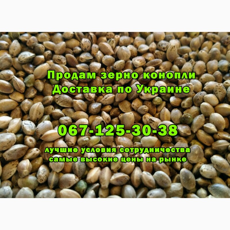 Продам зерно конопли скачать браузер тор бесплатно русском языке