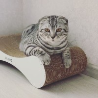 Когтеточка-лежанка Модерн cat joy от производителя