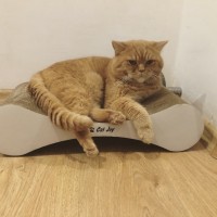 Когтеточка-лежанка Модерн cat joy от производителя