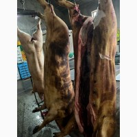 Мясо свинины Одесса цена