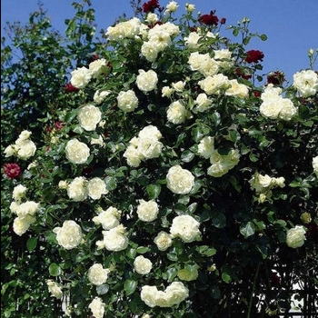 Фото 1/2. Продам Плетистую розу Montblanc (Мон Блан)