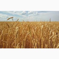 Семена озимой пшеницы БЕРЕГИНЯ МИРОНОВСКАЯ