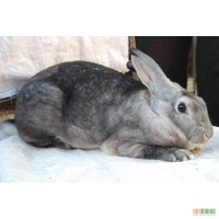 Продам кроликов породы рекс: кастор, шиншила, черный, пятнистый, белоостевой, агути