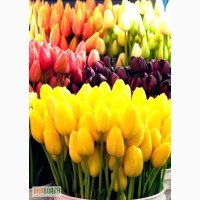 Тюльпан,гиацинт к 8 марта Крым Симферополь