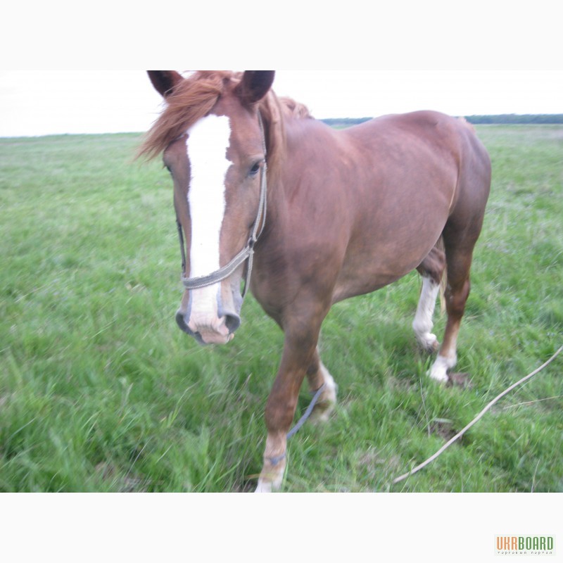 Фото 11. Продам молодого коня турійської породи