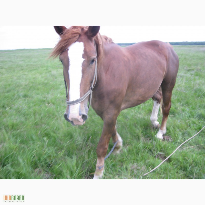 Фото 5. Продам молодого коня турійської породи