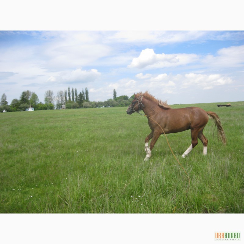 Фото 8. Продам молодого коня турійської породи
