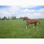 Продам молодого коня турійської породи