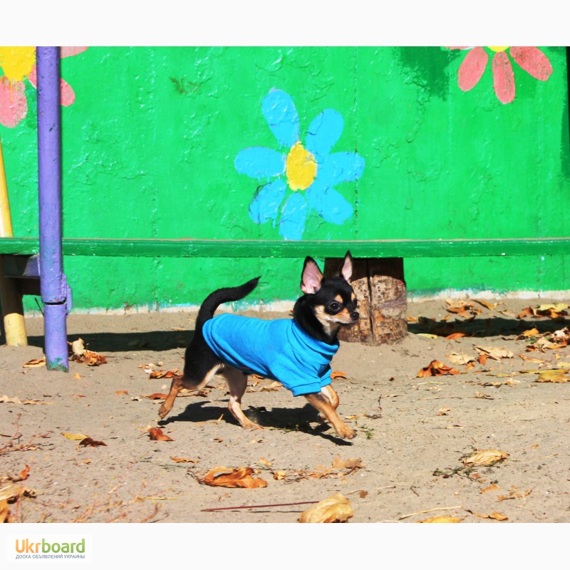 Фото 2. Прекрасные щенки чихуахуа от титулованных родителей.КСУ
