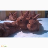 Новозеланські кролики