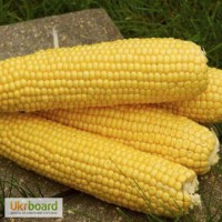 Продам семена кукурузы Оверленд F1 (100 000 шт.)