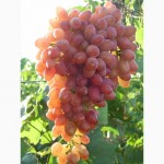 Саженцы бессемянного винограда: к-м Юпитер Чехии (Премьер)