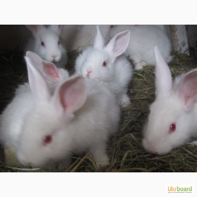Фото 2. Продам кроликов породы Хила (Hyla)