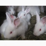 Продам кроликов породы Хила (Hyla)