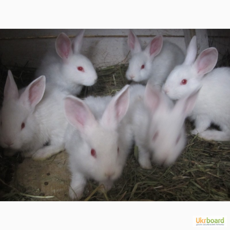 Фото 3. Продам кроликов породы Хила (Hyla)