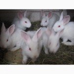 Продам кроликов породы Хила (Hyla)