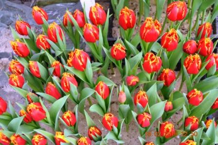 Фото 2. Тюльпаны оптом на 8 марта