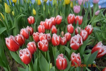 Фото 4. Тюльпаны оптом на 8 марта