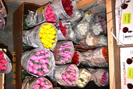 Фото 8. Тюльпаны оптом на 8 марта