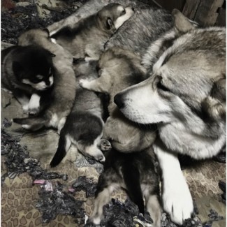 Продам щенков Аляскинского Маламута