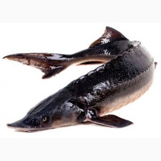 Продажа живой рыбы - Осетра, Стерляди, Бестера (весом от 0, 3 - 10 кг)