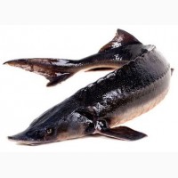 Продажа живой рыбы - Осетра, Стерляди, Бестера (весом от 0, 3 - 10 кг)